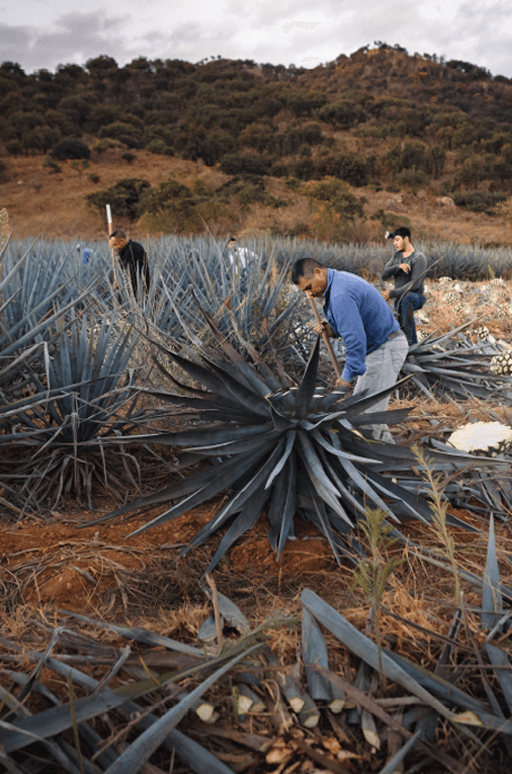 Tequila laya cosecha